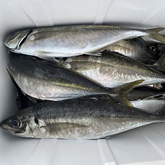 4月 9日（木）午後便・アジ釣りの写真その7