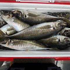 4月 9日（木）午前便・アジ釣りの写真その7