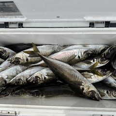 4月 9日（木）午前便・アジ釣りの写真その8
