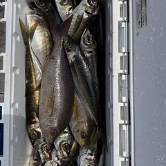 4月 9日（木）午前便・アジ釣りの写真その9