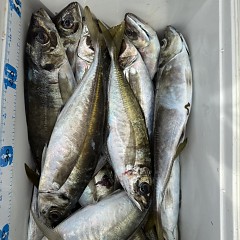 4月 9日（木）午前便・アジ釣りの写真その10