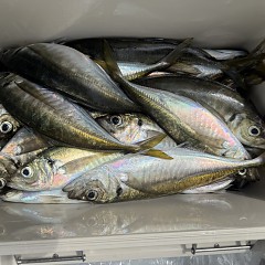 4月 9日（木）午前便・アジ釣りの写真その11