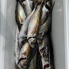 4月 9日（木）午前便・アジ釣りの写真その12
