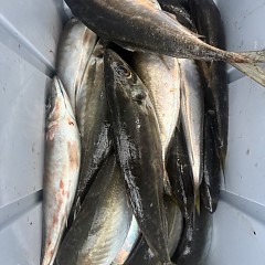 4月 9日（木）午後便・アジ釣りの写真その6