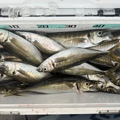 4月 9日（木）午後便・アジ釣りの写真その7
