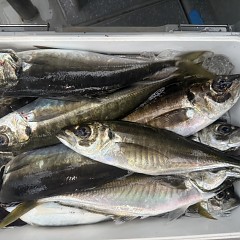 4月 9日（木）午後便・アジ釣りの写真その8