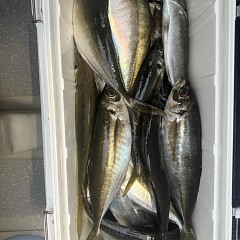 4月 9日（木）午後便・アジ釣りの写真その9