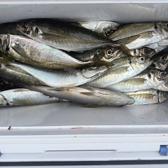 4月 9日（木）午後便・アジ釣りの写真その10