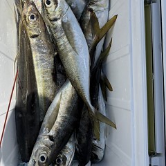4月 11日（土）午前便・アジ釣りの写真その6