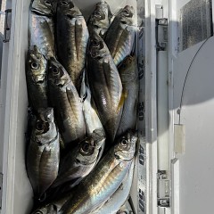 4月 11日（土）午前便・アジ釣りの写真その7