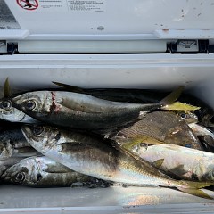 4月 11日（土）午前便・アジ釣りの写真その8