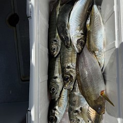 4月 11日（土）午前便・アジ釣りの写真その9