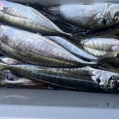 4月 11日（土）午前便・アジ釣りの写真その10