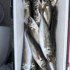 4月 11日（土）午前便・アジ釣りの写真その11