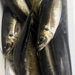 4月 11日（土）午前便・アジ釣りの写真その12
