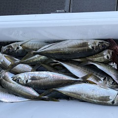 4月 11日（土）午後便・アジ釣りの写真その7