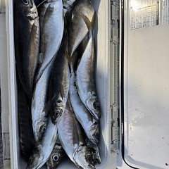 4月 11日（土）午後便・アジ釣りの写真その8