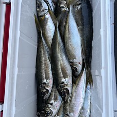 4月 11日（土）午後便・アジ釣りの写真その9