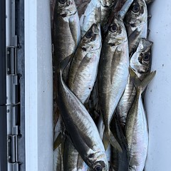 4月 11日（土）午後便・アジ釣りの写真その10