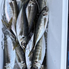 4月 11日（土）午後便・アジ釣りの写真その11