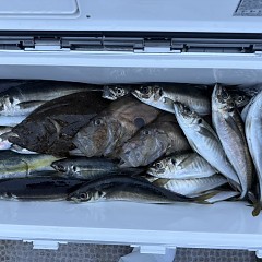 4月 12日（日）午前、午後便アジ釣りの写真その1