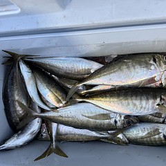 4月 12日（日）午前、午後便アジ釣りの写真その2