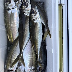 4月 12日（日）午前、午後便アジ釣りの写真その4