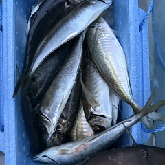 4月 12日（日）午前、午後便アジ釣りの写真その5