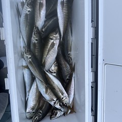 4月 12日（日）午前、午後便アジ釣りの写真その6