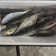 4月 12日（日）午前、午後便アジ釣りの写真その7