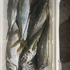 4月 12日（日）午前、午後便アジ釣りの写真その10