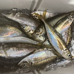 4月 12日（日）午前、午後便アジ釣りの写真その11