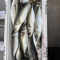 4月 13日（月）午後便・アジ釣りの写真その6