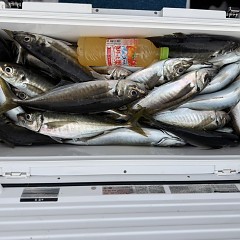 4月 13日（月）午後便・アジ釣りの写真その7