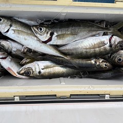 4月 13日（月）午後便・アジ釣りの写真その8