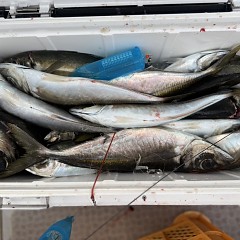 4月 13日（月）午後便・アジ釣りの写真その9