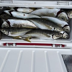 4月 13日（月）午後便・アジ釣りの写真その10