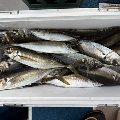 4月 13日（月）午後便・アジ釣りの写真その11