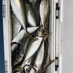 4月 13日（月）午後便・アジ釣りの写真その12