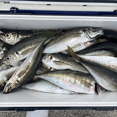 4月 13日（月）午後便・アジ釣りの写真その6