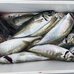 4月 13日（月）午後便・アジ釣りの写真その7
