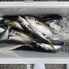 4月 13日（月）午後便・アジ釣りの写真その8