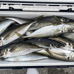 4月 13日（月）午後便・アジ釣りの写真その9