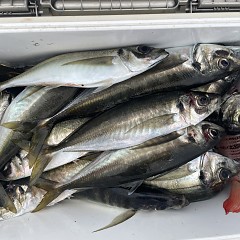 4月 13日（月）午後便・アジ釣りの写真その10