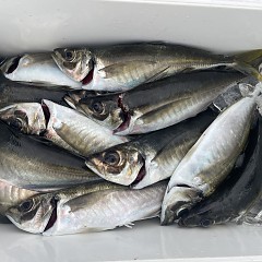 4月 13日（月）午後便・アジ釣りの写真その11