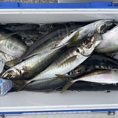 4月 13日（月）午後便・アジ釣りの写真その12