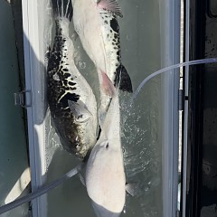 4月 14日(火)午前便・トラフグ釣りの写真その5