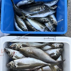 4月 14日(火)午後便・アジ釣りの写真その7