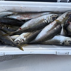 4月 14日(火)午後便・アジ釣りの写真その8