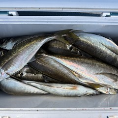 4月 14日(火)午後便・アジ釣りの写真その9